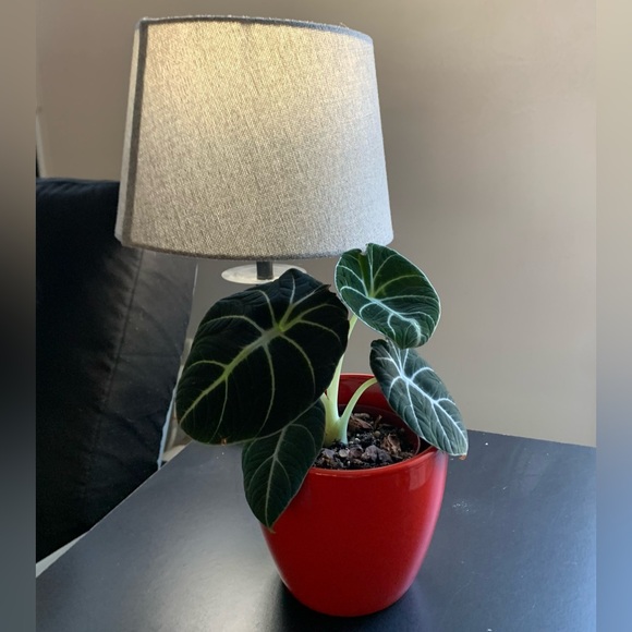 Elegant Red Glossy Plant Pot - Picture 1 of 6